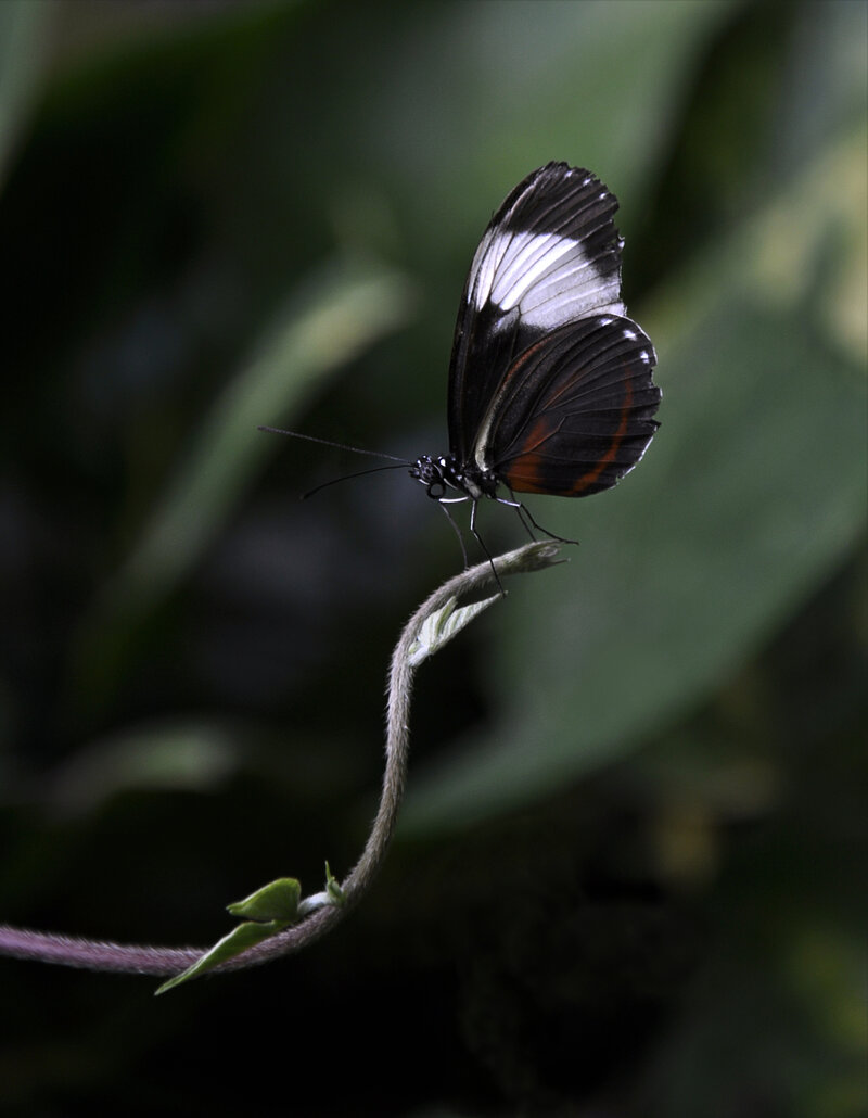 Hoverfly landing